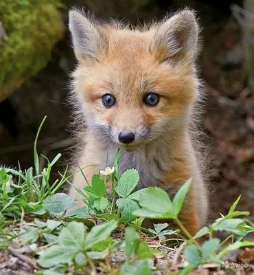 Маленькие лисы. Фотограф Десислава Тодорова