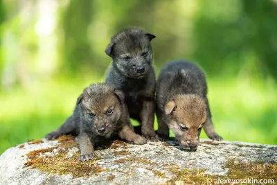 А вы видели новорожденных волчат?..: alexeyosokin — LiveJournal - Page 5
