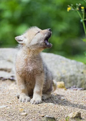 А вы видели новорожденных волчат?..