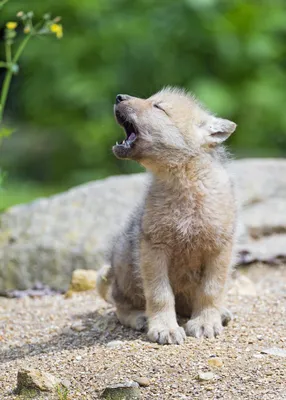 А вы видели новорожденных волчат?..