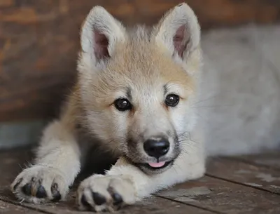 МАЛЕНЬКИЙ ВОЛЧОНОК. Обсуждение на LiveInternet - Российский Сервис  Онлайн-Дневников | Cute dogs breeds, Baby animals, Baby wolves