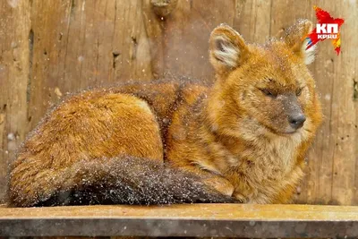 Волчат из Самарского зоопарка назвали в честь российских космодромов |  Самарская Газета | Дзен