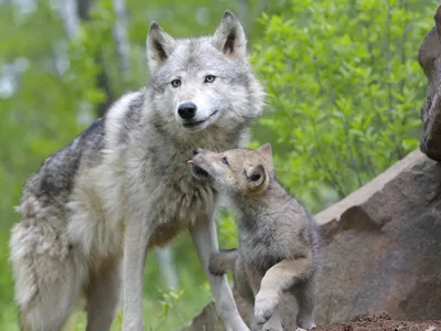 В пермском зоопарке родились красные волчата - KP.RU