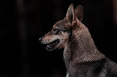 В Пятигорске во дворе частного дома поймали маленького волчонка