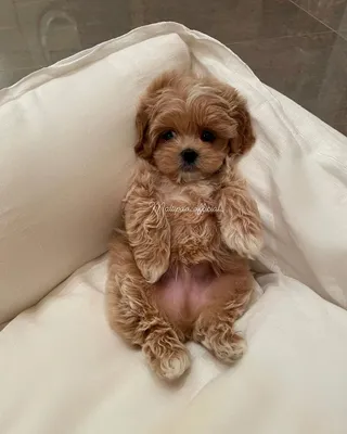 Питомник мальтипу \"Maltipoo For You\" — Мальтипу в Москве