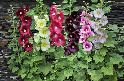 Как вырастить мальву - цветок из сада наших бабушек | Flo.Discus-Club.Ru |  Дзен
