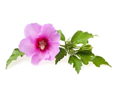 розовые мальвы цветы в луговой грядке Стоковое Фото - изображение  насчитывающей пинк, цветасто: 224254680