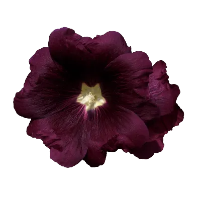 мальва сильвестрис — вид рода мальвы мальвы Стоковое Изображение -  изображение насчитывающей пол, цветок: 223026243