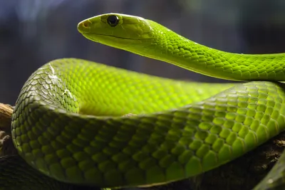 File:Eastern green mamba (Dendroaspis angusticeps).jpg - Wikimedia Commons