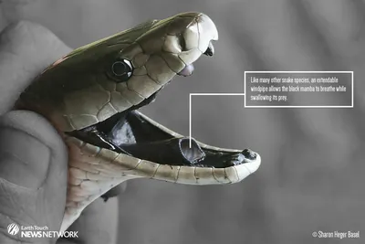 In photos: Anatomy of a black mamba | How it works | Earth Touch News