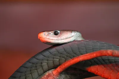 A close-up image of a black mamba snake with its mouth open against a white  background. The focus is on the snake's striking features and its dangerous  reputation. Generative AI Stock Illustration |