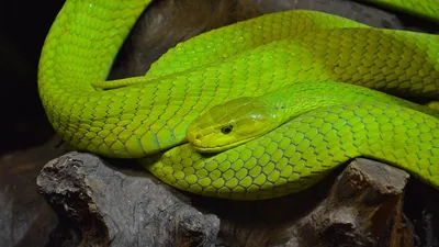 Extremely venomous' green mamba on the loose in Netherlands | Snakes | The  Guardian
