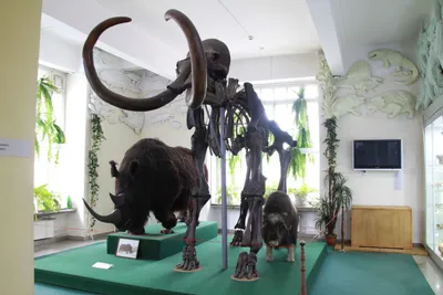 Оживить мамонтов. Ученые из США пытаются вернуть на Землю животных,  вымерших тысячи лет назад - Delfi RU