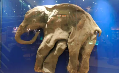 Зубы мамонта как основа палеонтологической коллекции - Красноярский краевой  краеведческий музей