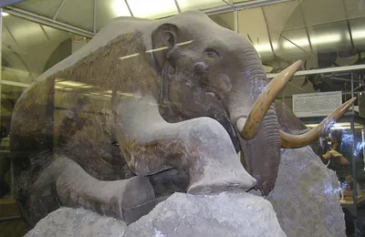 Музей мамонта – Visit Yakutia