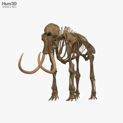 Костромской музей похвастал бивнями мамонта с человеческий рост | ГТРК  «Кострома»