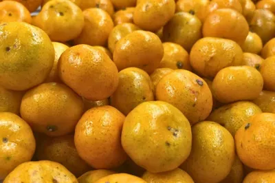 Как правильно выбрать мандарины в 2023 году: цена, страна происхождения,  вкус - 24 ноября 2023 - ngs70.ru