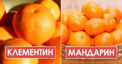 Купить Мандарин на ветке, кг с доставкой на дом и в офис в Новосибирске в  интернет - магазине Погребок