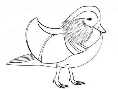 Птица мандаринка рисунок - 30 фото