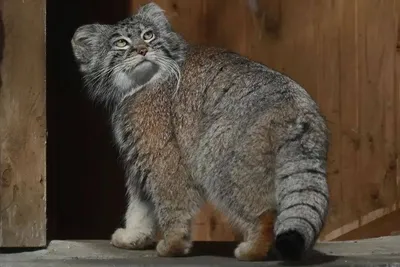 Манул - самый дикий, самый грустный и самый популярный кот в мире.  Новосибирский зоопарк - YouTube