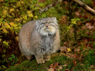 Манул. Иллюстрированный авторский фотоальбом. Малеев Валерий Геннадьевич -  купить с доставкой по выгодным ценам в интернет-магазине OZON (813041526)