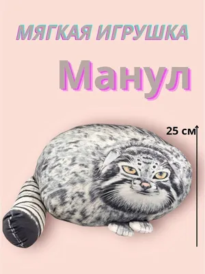Manul: Free steppe hermit | Interesting facts about Pallasov the cat -  YouTube