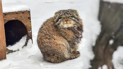 Сферический манул в Новосибирске: зоопарк показал реакцию кота на первый  снег - Новая Сибирь online