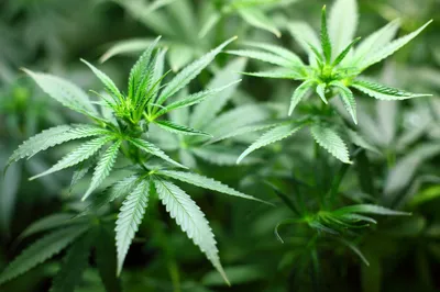 В Великобритании вступил в силу закон о легализации марихуаны в медицинских  целях - Delfi RU