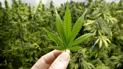 Власти Нидерландов начали рекрутинговую кампанию поставщиков марихуаны