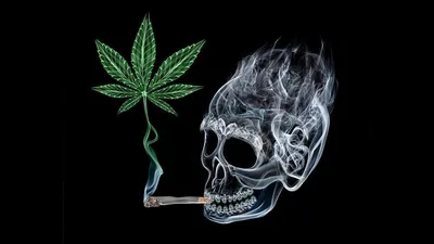 В Латвии выросли объемы нелегального выращивания марихуаны — Госполиция /  Статья