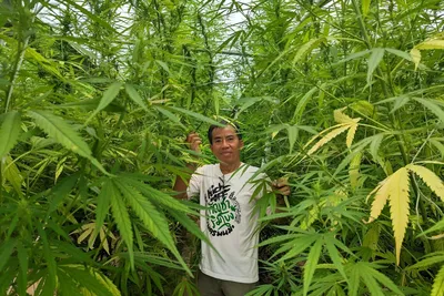 NEWSru.com :: В Таиланде разрешили медицинские испытания масла марихуаны