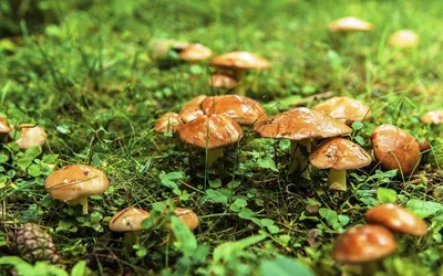 Полевые грибы – Одерихино