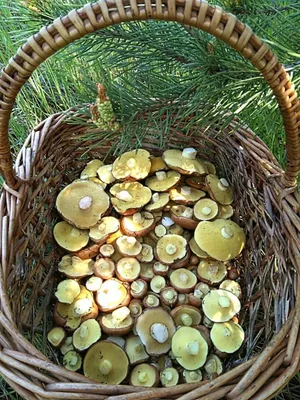 Купить мицелий грибов Масленок настоящий (Осенний) с доставкой в ПВЗ или  почтой России