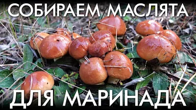 Грибы маслята продают на Минском рынке в Могилеве. Фотофакт | bobruisk.ru