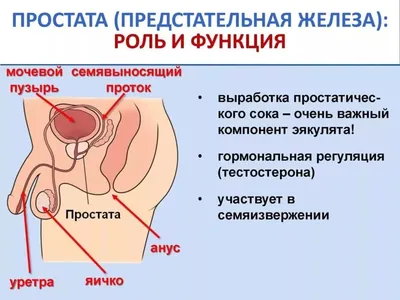 Так ли полезен массаж предстательной железы для мужского здоровья? Мнение  специалистов - ВСВІТІ