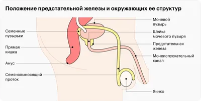 Самостоятельный массаж простаты - Юрий Лавров - купить и читать онлайн  электронную книгу на Wildberries Цифровой | 88045