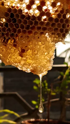 Можно ли нагревать мед? Разбираемся о свойствах мёда вместе с Евгением  Клопотенко