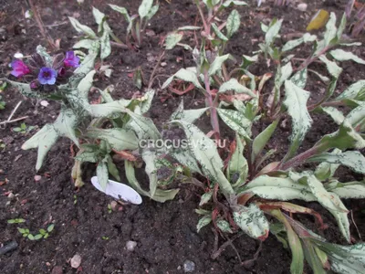 Медуница мягкая - Медуница - Травянистые растения для открытого грунта -  GreenInfo.ru