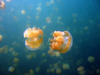 938x1668 Обои медузы, подводный мир, свечение, неон, фосфор | Медузы  картины, Медуза, Абстрактное
