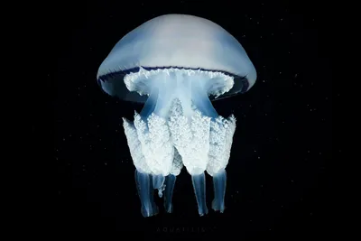 Выпить коктейль из медузы – Наука