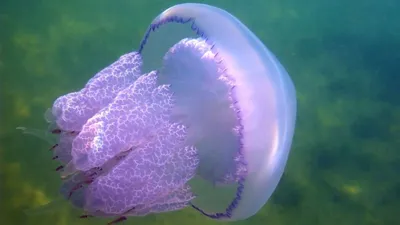 Из экологической проблемы азовские медузы превратятся в мармелад