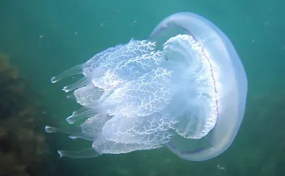 Туристов в Таиланде покусали смертельно опасные медузы. Как защититься? —  Секрет фирмы