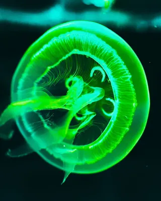 Медуза, синий, подводный мир Обои 1080x1920 iPhone 6 Plus, 7 Plus, 8 Plus