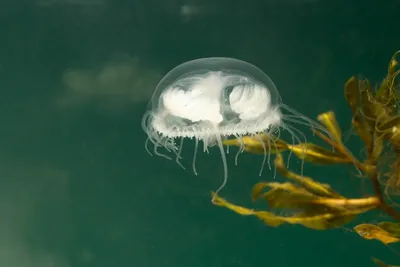 Медузы в море, красиво, эстетично, …» — создано в Шедевруме