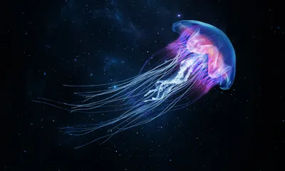 Пресноводные медузы: Распространяются так быстро, что мы не можем найти их  родину! Их встречают даже в Москве! | Пикабу