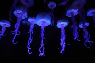 Большая медуза на фоне млечного …» — создано в Шедевруме