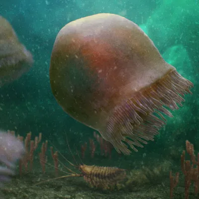 белизна запятнанная медузами Медуза на голубой предпосылке Стоковое  Изображение - изображение насчитывающей ангстрома, накалять: 122496059