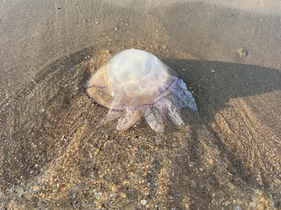 Ученые раскрыли секрет движения медуз