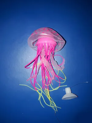 Потребление в пищу медуз: вовсе неплохая идея | Kaufland