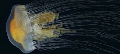 Медуза на радуге, красиво, …» — создано в Шедевруме